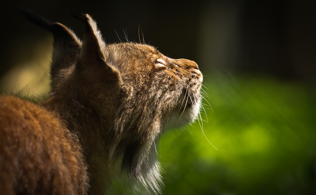 Sieglinde Senser (1)